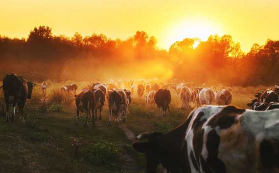 The Climate Crisis | Cows Photo Methane