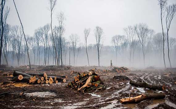 Deforestation Global Warming