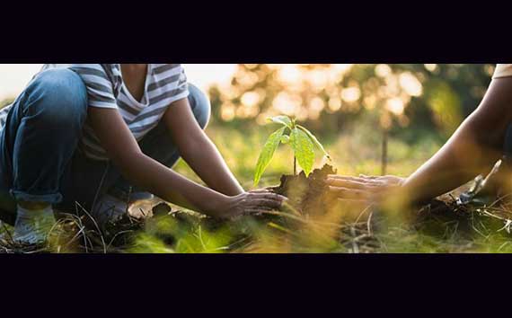 Planting New Plants to Help Sustainable Development Photo