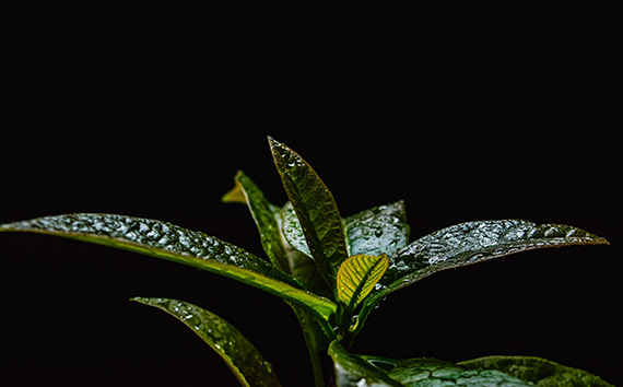 Image of Plant Life in Danger of Carbon in the Atmosphere